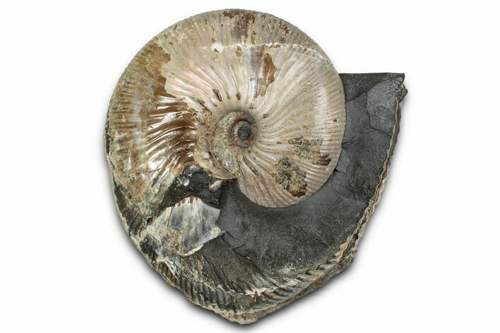 Iridescent Fossil Ammonite (Rhaeboceras) - Bearpaw Shale, Montana #354620